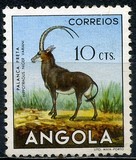 [Angolan Fauna, タイプ DB]