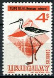 [Birds, տեսակ WD]