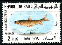 [Fish, type GT]