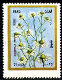 [Flora, type ZU]