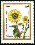 [Flora, type ZV]