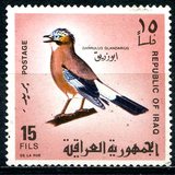[Iraqi Birds, տեսակ GB]