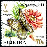 [Butterflies, тып FN]