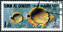 [Fish of the Arabian Gulf, type FR]