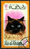 [Cats, type TN]