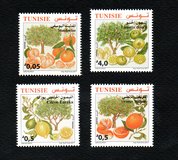 [Citrus Fruits of Tunisia, type BDO]