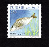 [Marine Life - Fish, тип AYC]