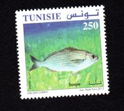 [Marine Life - Fish, тип AYD]