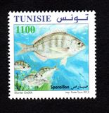 [Marine Life - Fish, тип AYF]