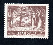 [Cedar of Lebanon, Zahle, tegund HV1]