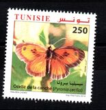 [Butterflies of Tunisia, Tip BAA]
