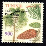 [Pine Trees, veids BBR]