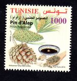 [Pine Trees, veids BBS]