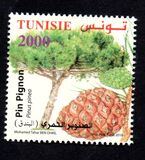 [Pine Trees, veids BBT]