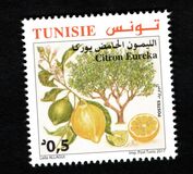 [Citrus Fruits of Tunisia, type BDP]