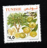 [Citrus Fruits of Tunisia, type BDR]