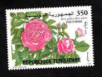 [Gallic Rose, Typ AIW]