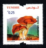 [Mushrooms of Tunisia, type BKM]