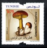 [Mushrooms of Tunisia, type BKN]