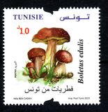[Mushrooms of Tunisia, type BKO]