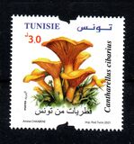 [Mushrooms of Tunisia, type BKP]