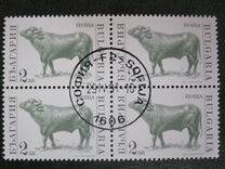 [Domestic Animals, type EKJ]