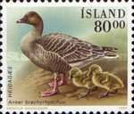 [Birds - Ducks, type RQ]