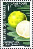 [Fruits, Tipe HA]