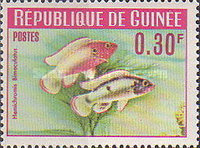 [Guinea Fish, type BR]