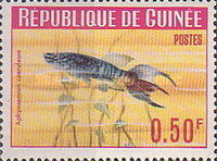 [Guinea Fish, type BT]