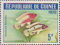 [Guinea Fish, type BR1]