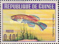 [Guinea Fish, type BS]