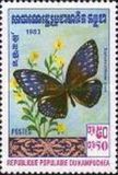 [Butterflies, प्रकार KG]