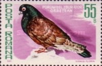 [Birds - Pigeons, Typ FGH]