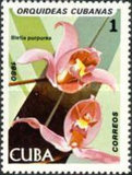 [Orchids, tip DAS]