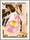 [Orchids, tip DAV]