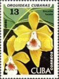 [Orchids, tip DAW]