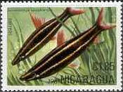 [Tropical Fish, Typ BCP]