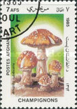 [Flora - Mushrooms, Scrivi ABT]