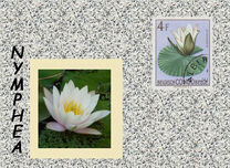 [Definitive Issues - Flowers, प्रकार EQ]