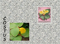 [Definitive Issues - Flowers, प्रकार EP]