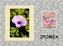 [Definitive Issues - Flowers, प्रकार EH]