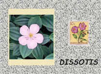 [Definitive Issues - Flowers, प्रकार ED]