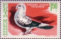 [Birds - Pigeons, Typ FGJ]
