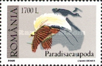[Birds of Paradise, Tipi HUB]