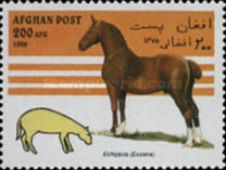 [Horses, type AMR]