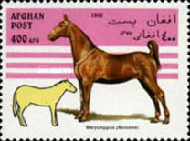 [Horses, type AMT]