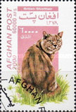 [Cats, Tipi AUY]