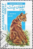 [Cats, Tipi AUT]