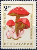 [Mushrooms, type ANP]